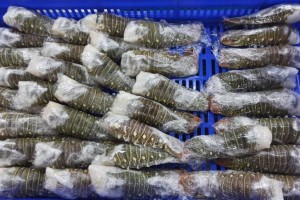 Lobster from Somalia